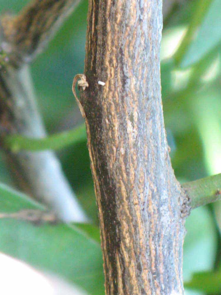              Second - third year twig (Winter Haven, FL)       